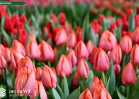 Tulipa Jochem ® (3)